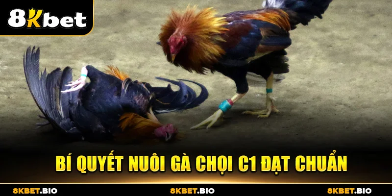 Bí quyết nuôi gà chọi C1 đạt chuẩn