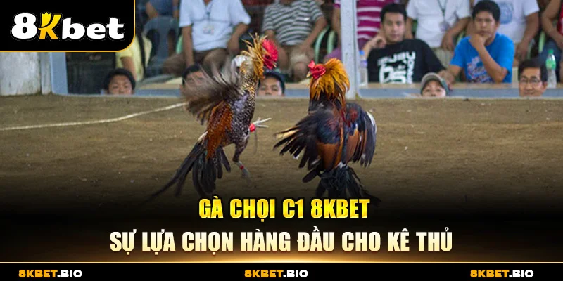 Gà Chọi C1 8KBET – Sự Lựa Chọn Hàng Đầu Cho Kê Thủ