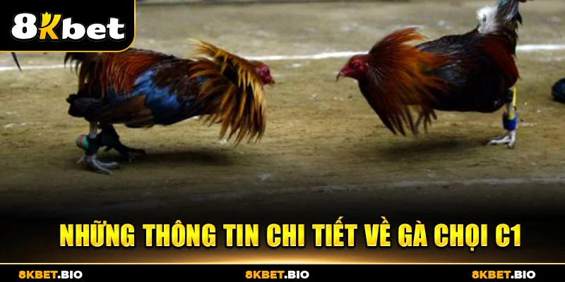 Những thông tin chi tiết về gà chọi C1