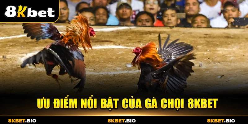 Ưu điểm nổi bật của gà chọi 8KBET