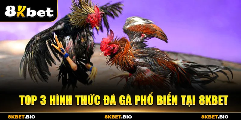 Top 3 hình thức đá gà phổ biến tại 8KBET